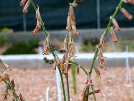 Dipcadi serotinum